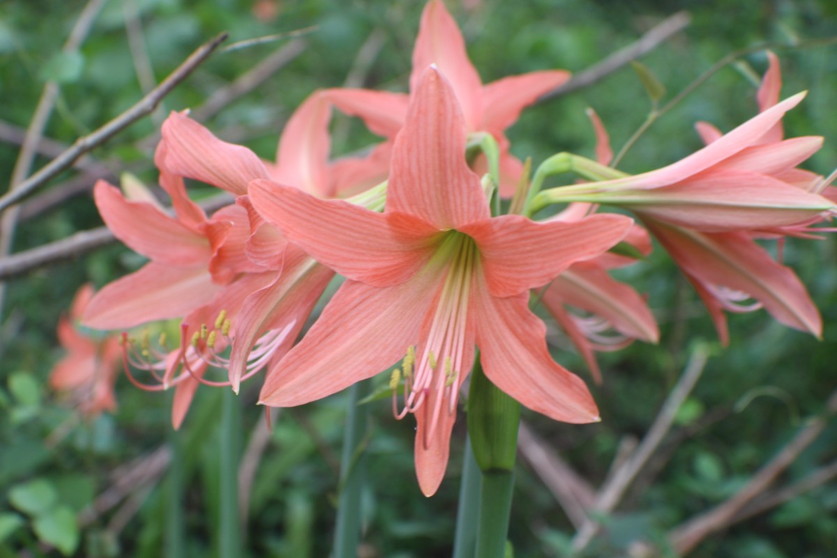 Hippeastrum puniceum (Lam.) Voss